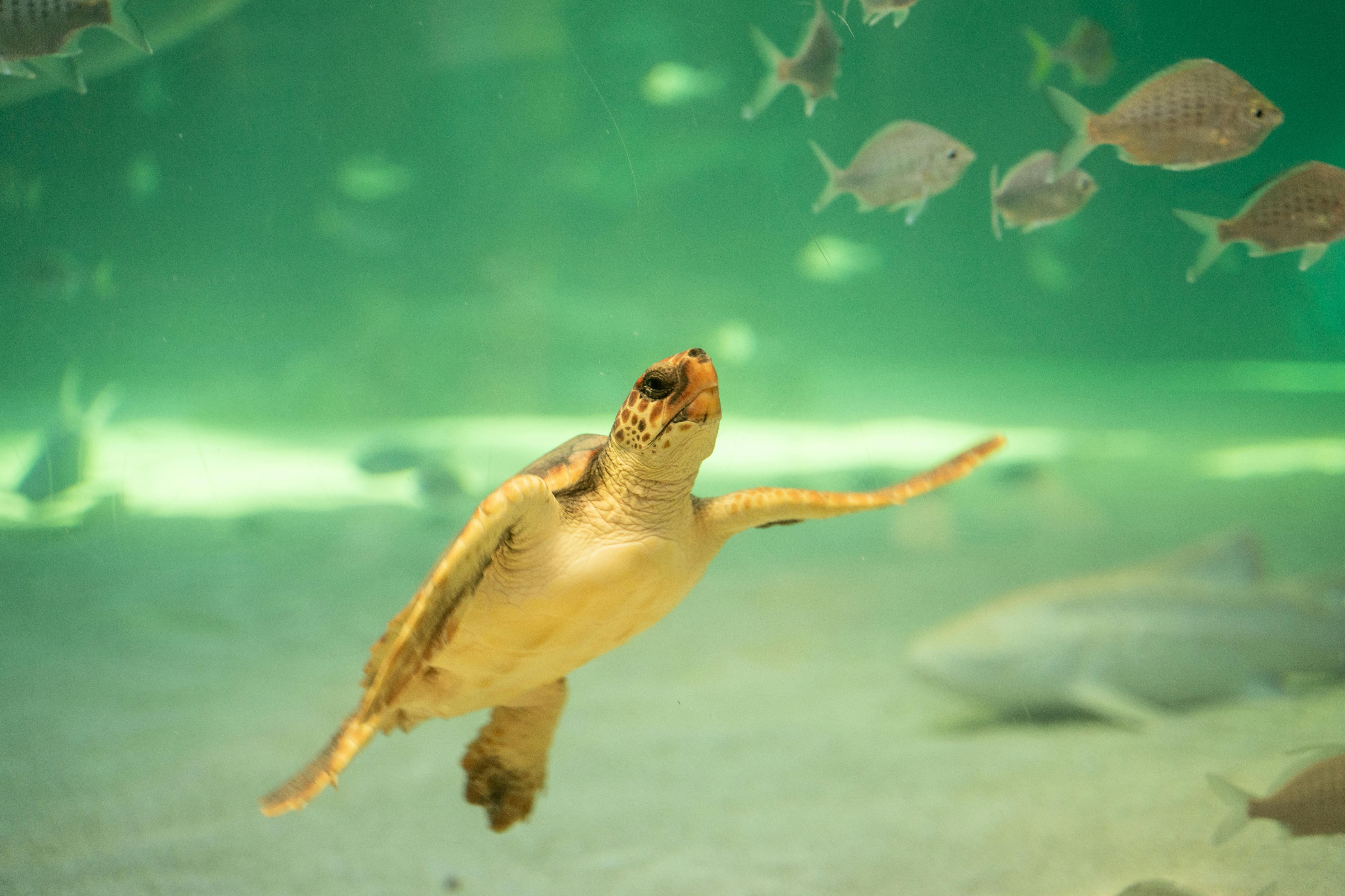 a sea animal in the water