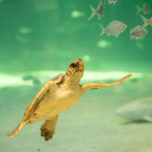 a sea animal in the water