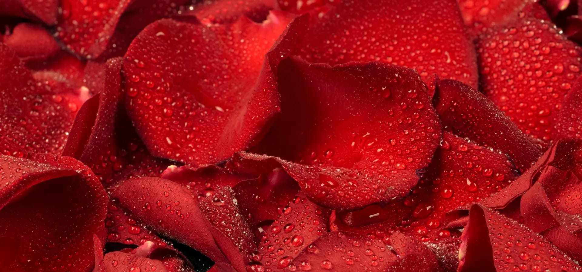 a close up of a rose