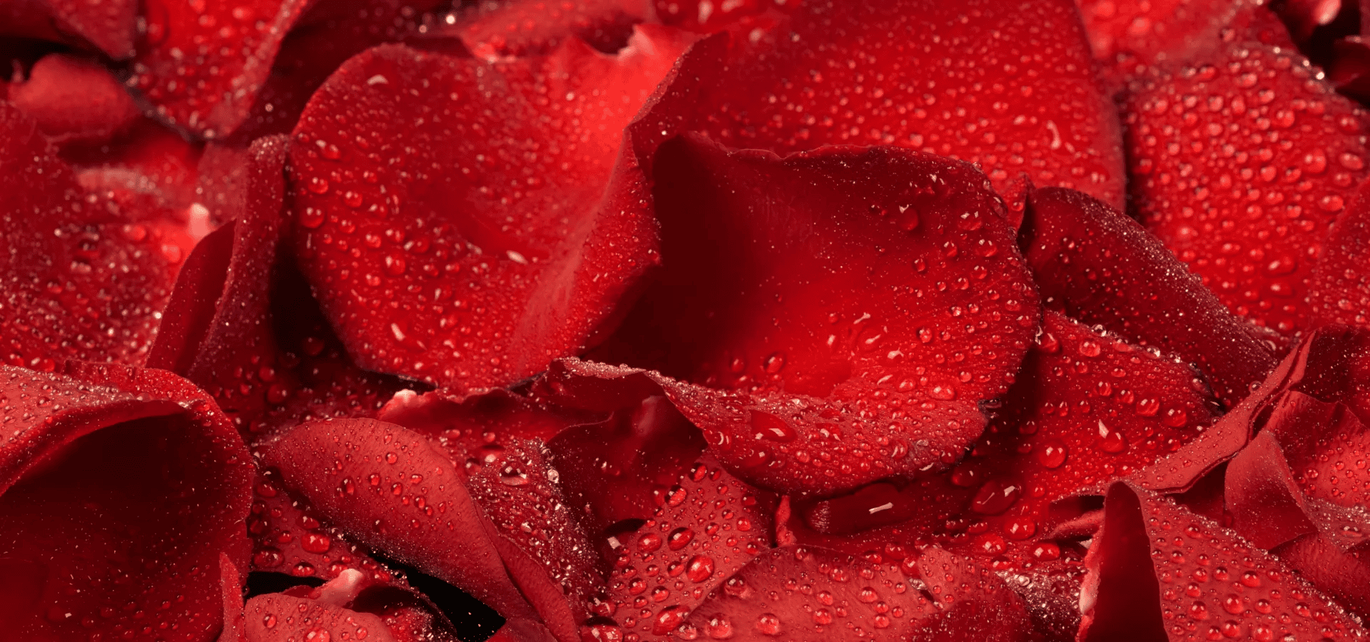 a close up of a rose