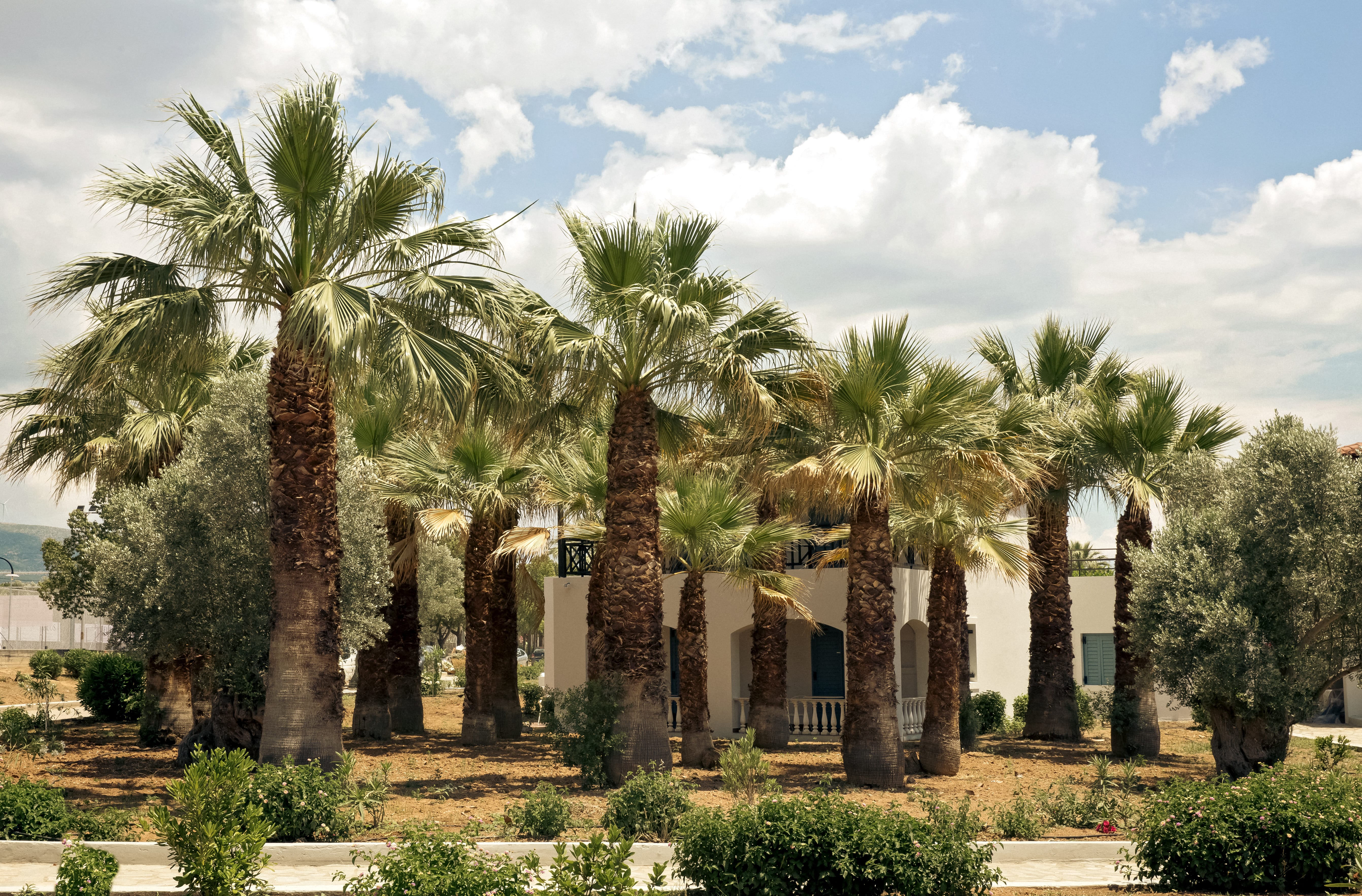 a building with palm trees