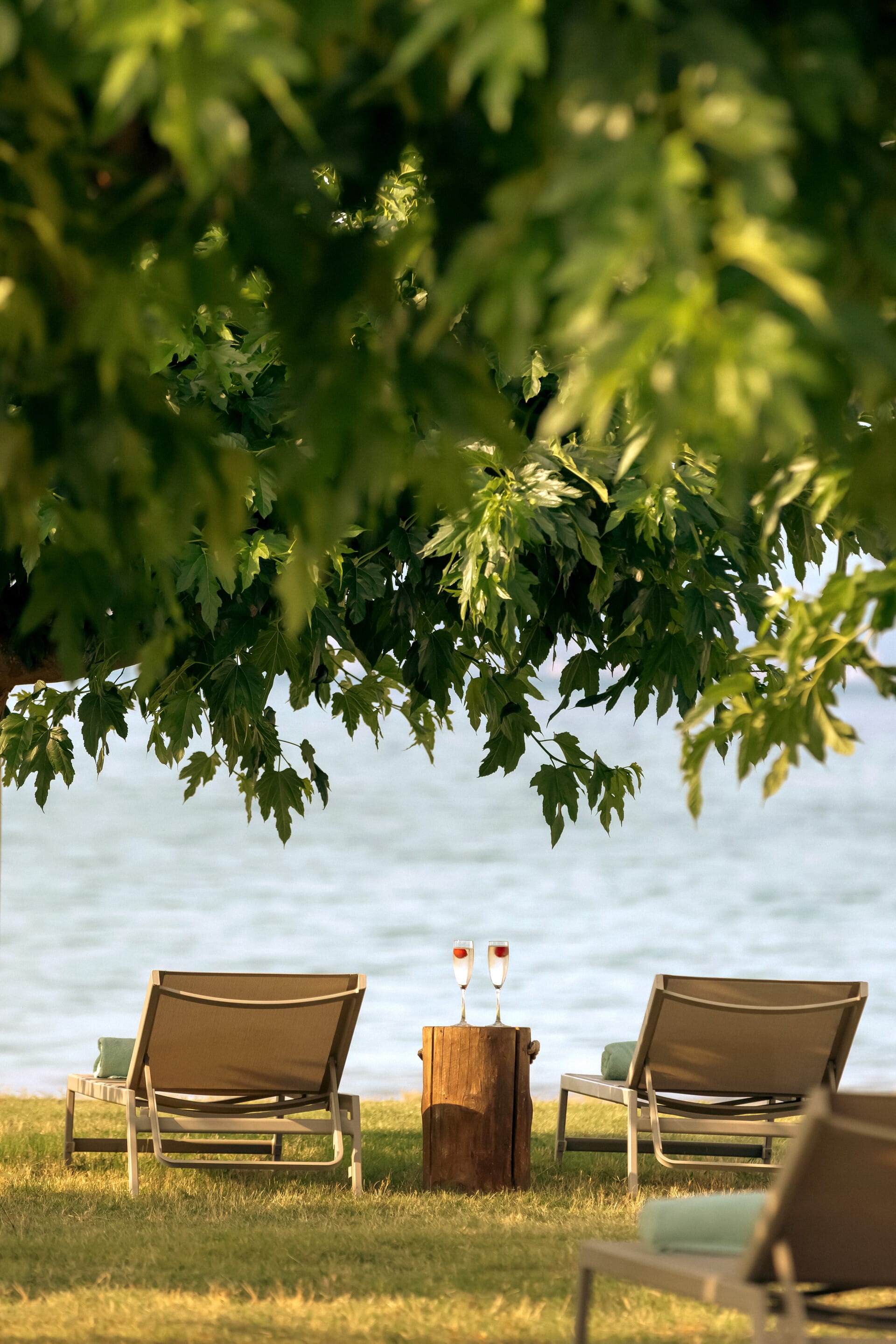 chairs and a tree by the water