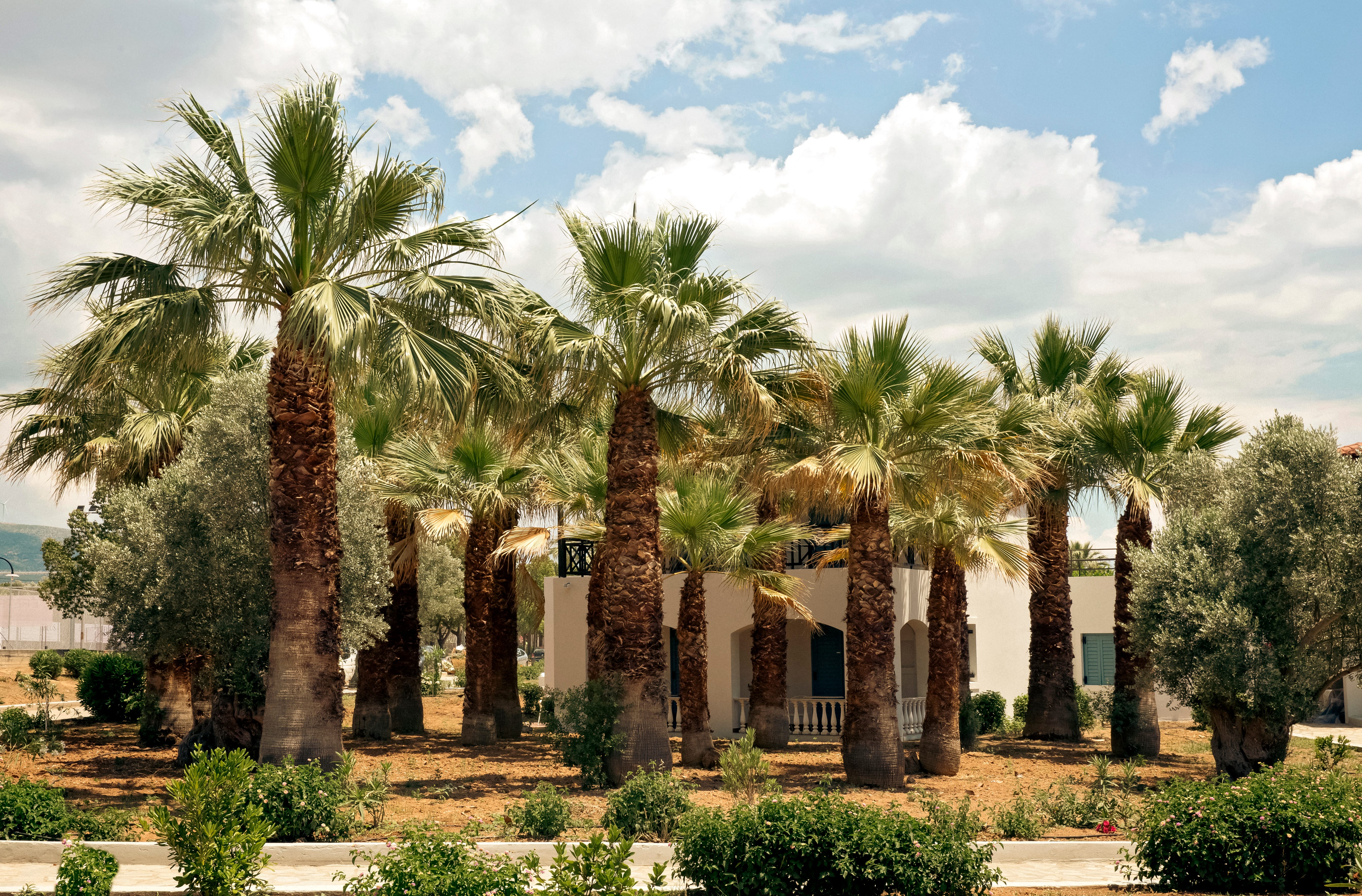 a building with palm trees